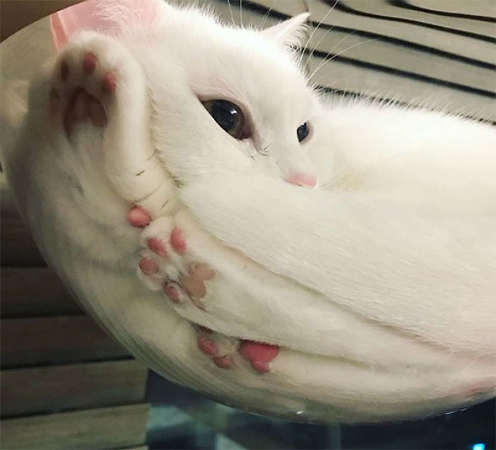 5c920354bf735-funny-cats-on-glass-17-5c3751e647e43__700