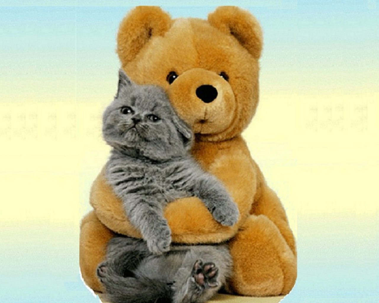 Bear-and-Cat-Wallpaper-cats-28362989-1280-1024