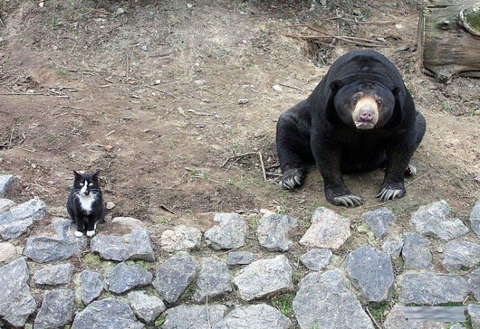 Bear-and-Cat