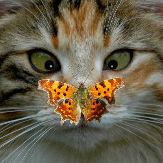 cat-eyed