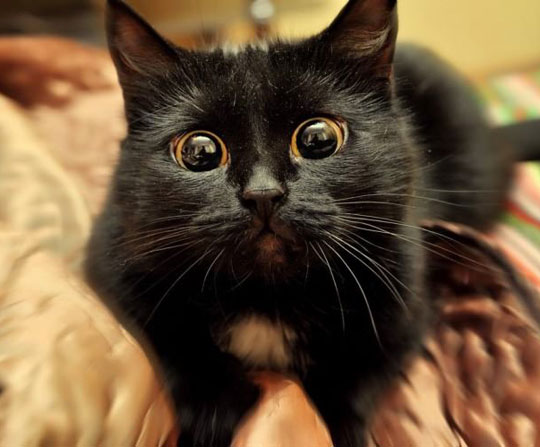 cat-eyes