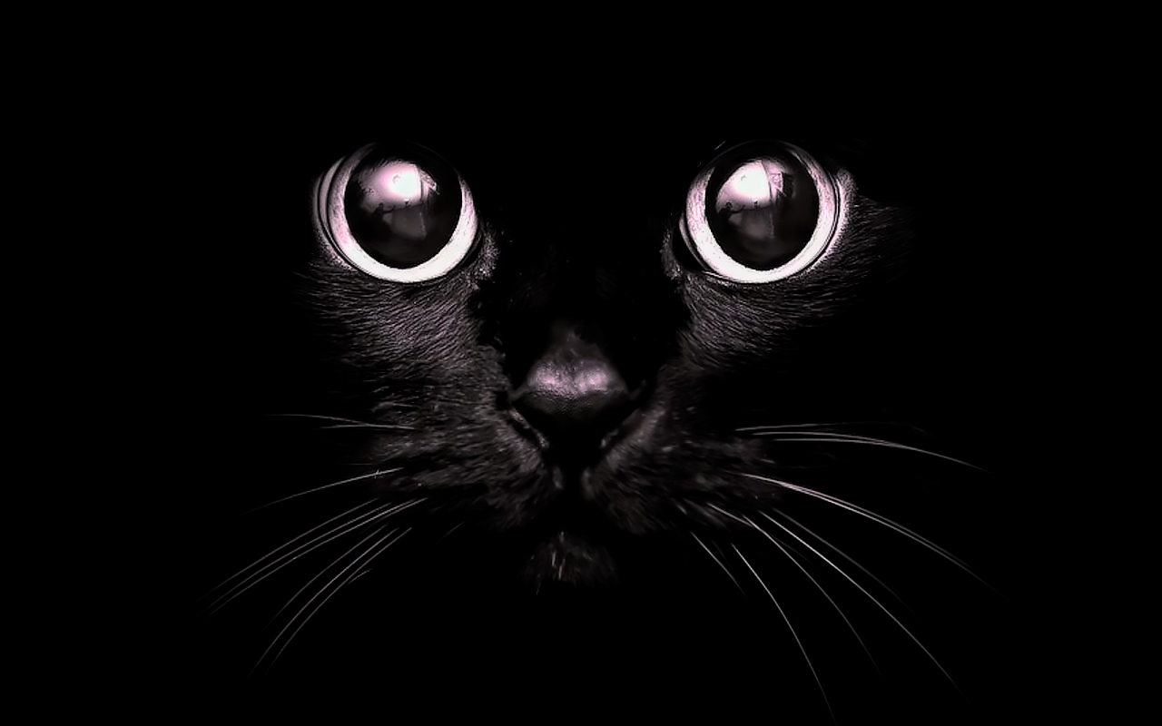 cat-eyes-light