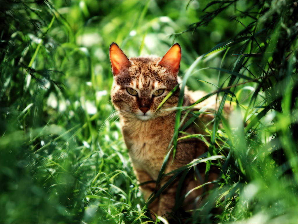 cat-in-the-forest