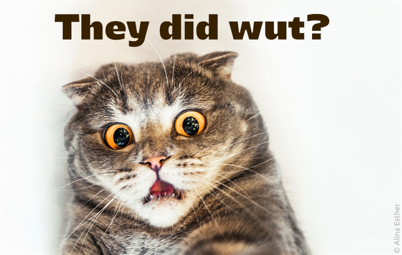 dey-did-wut
