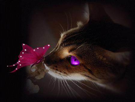 ET-cat