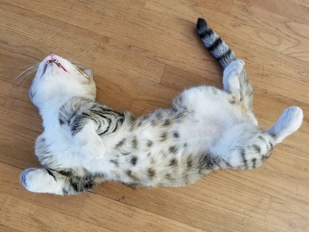 Pickles-patiently-waits-for-a-victim-to-fall-for-his-fluffy-belly-trap