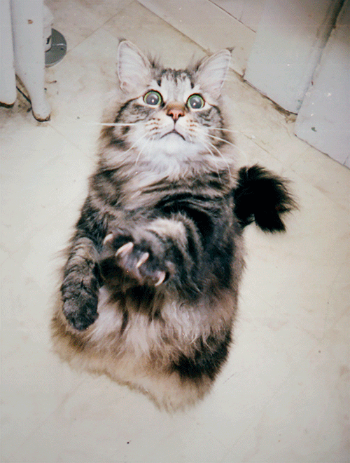 cat-energy