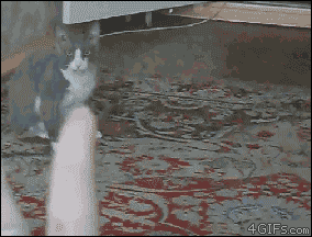 cat-get-ready