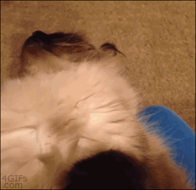cat-returns-AGAIN