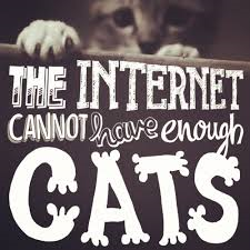 cats-1