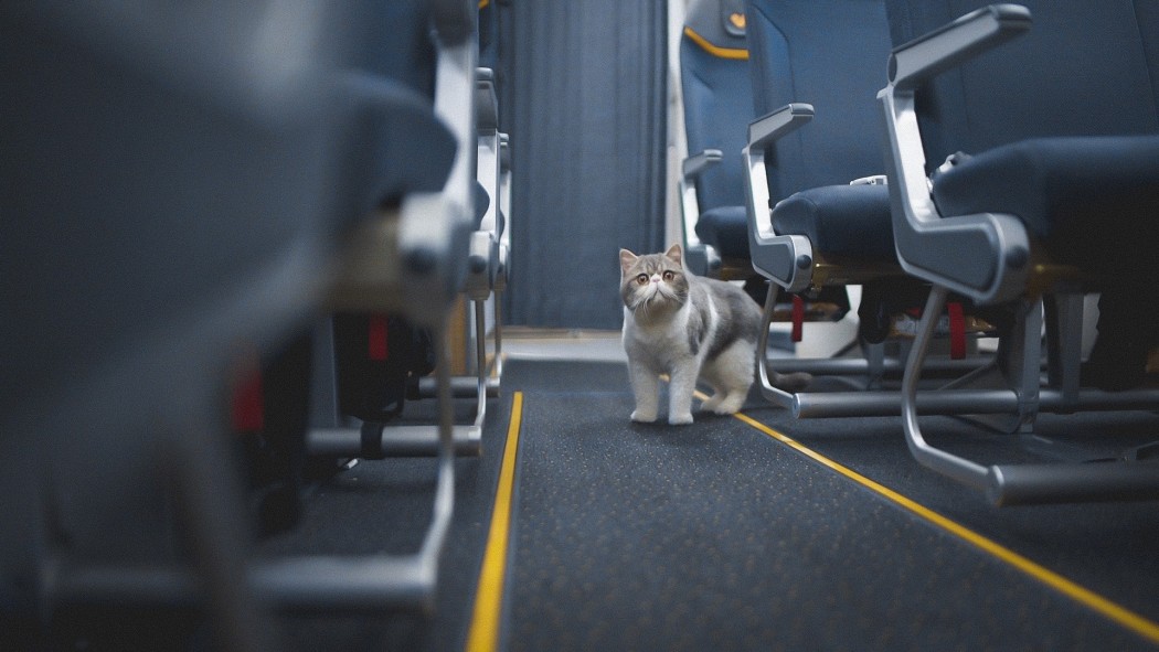 cats-on-a-plane