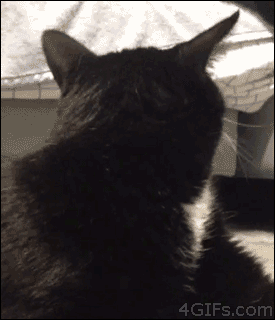 freakycat