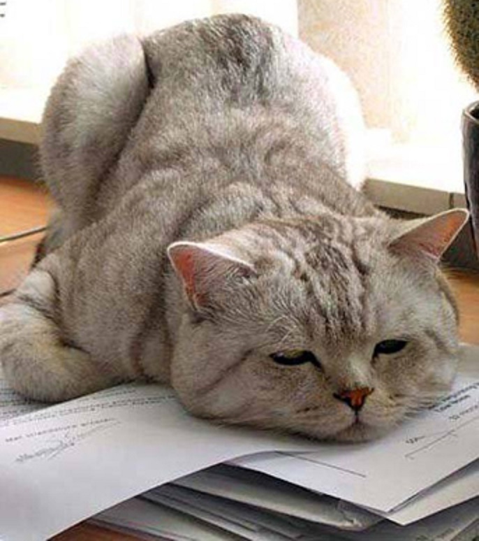 tired_cat-1