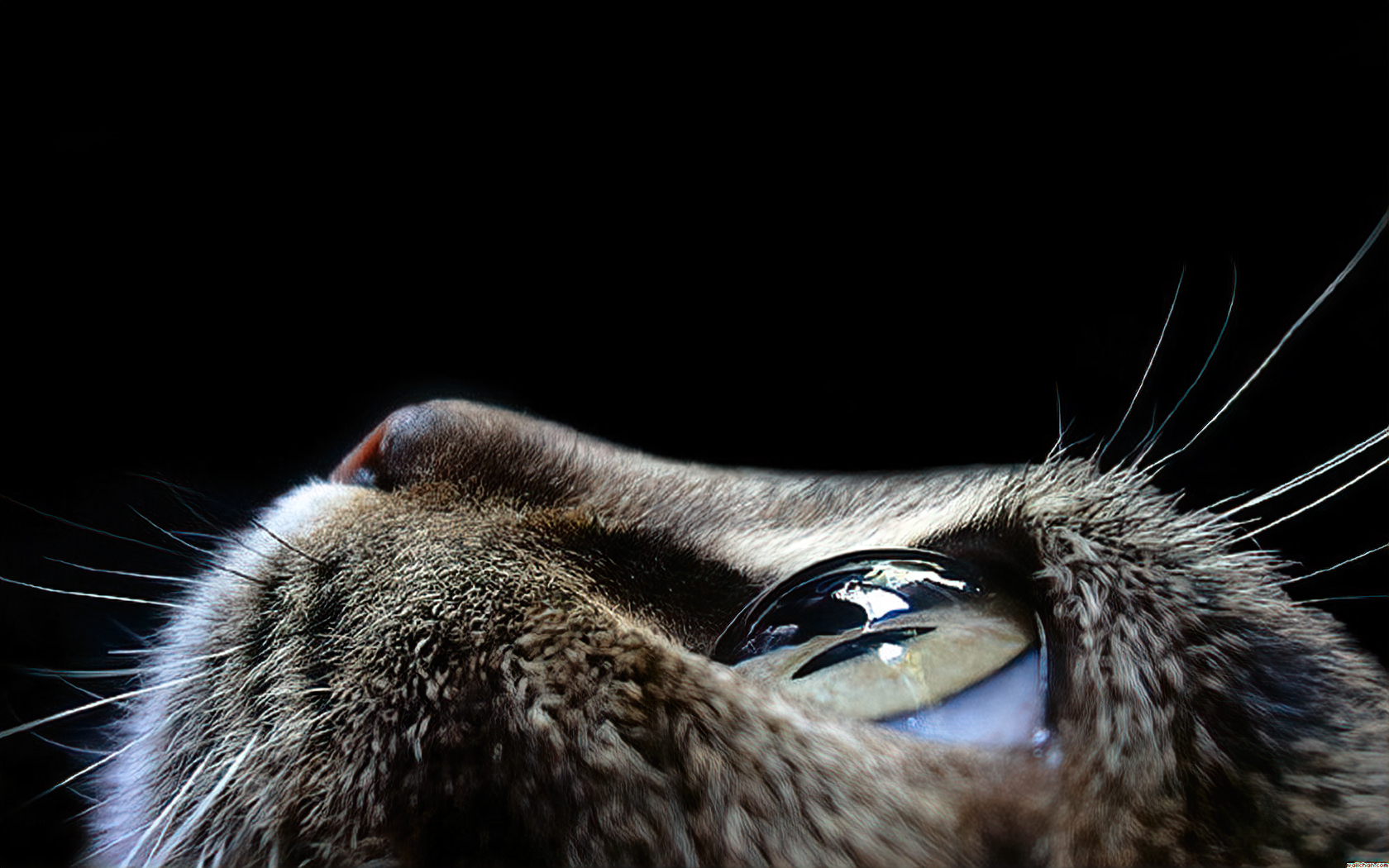 cat-eyes