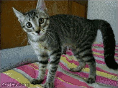 cat-freak-out