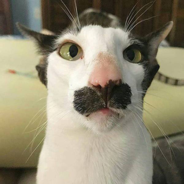 funny-cat-277-01