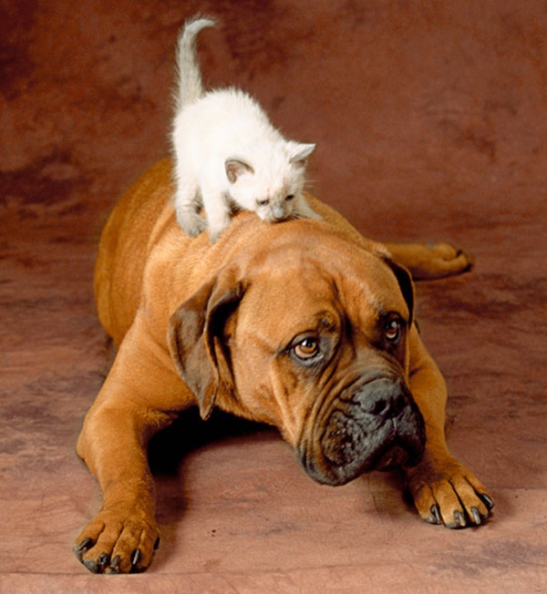 40-Pictures-of-Cats-on-Tops-of-Dogs-2