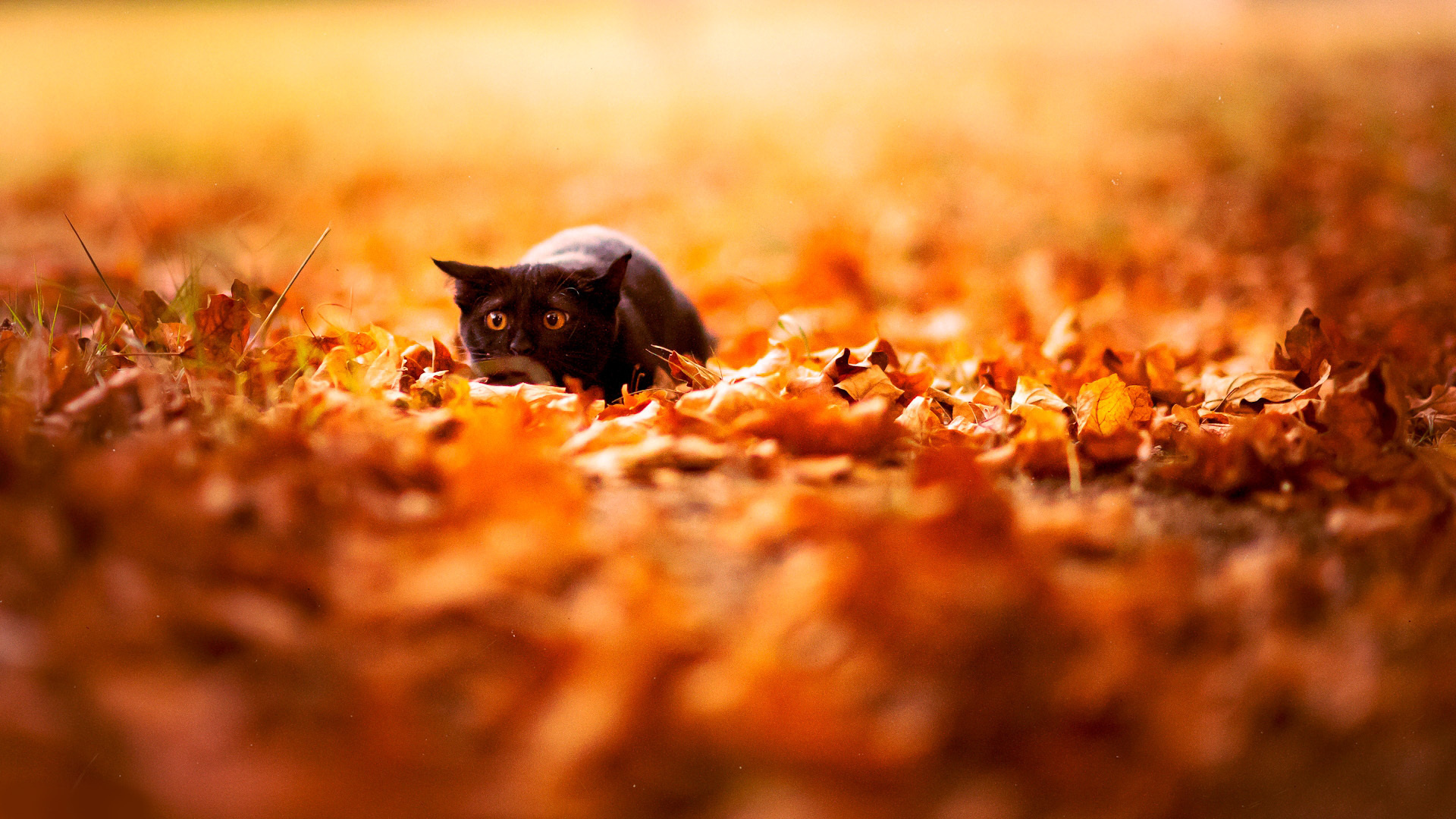 autumn-leaves-and-black-cat-wallpaper