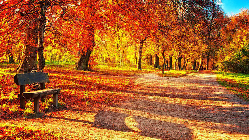 autumn-leaves-on-the-park_sm