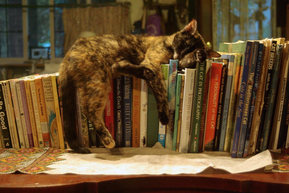 bookcatkellyonbooks