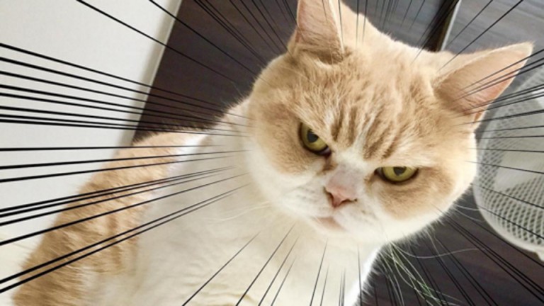 Frowny-Cat-is-here-to-challenge-Grumpy-Cats-angry-feline-supremacy-768x432