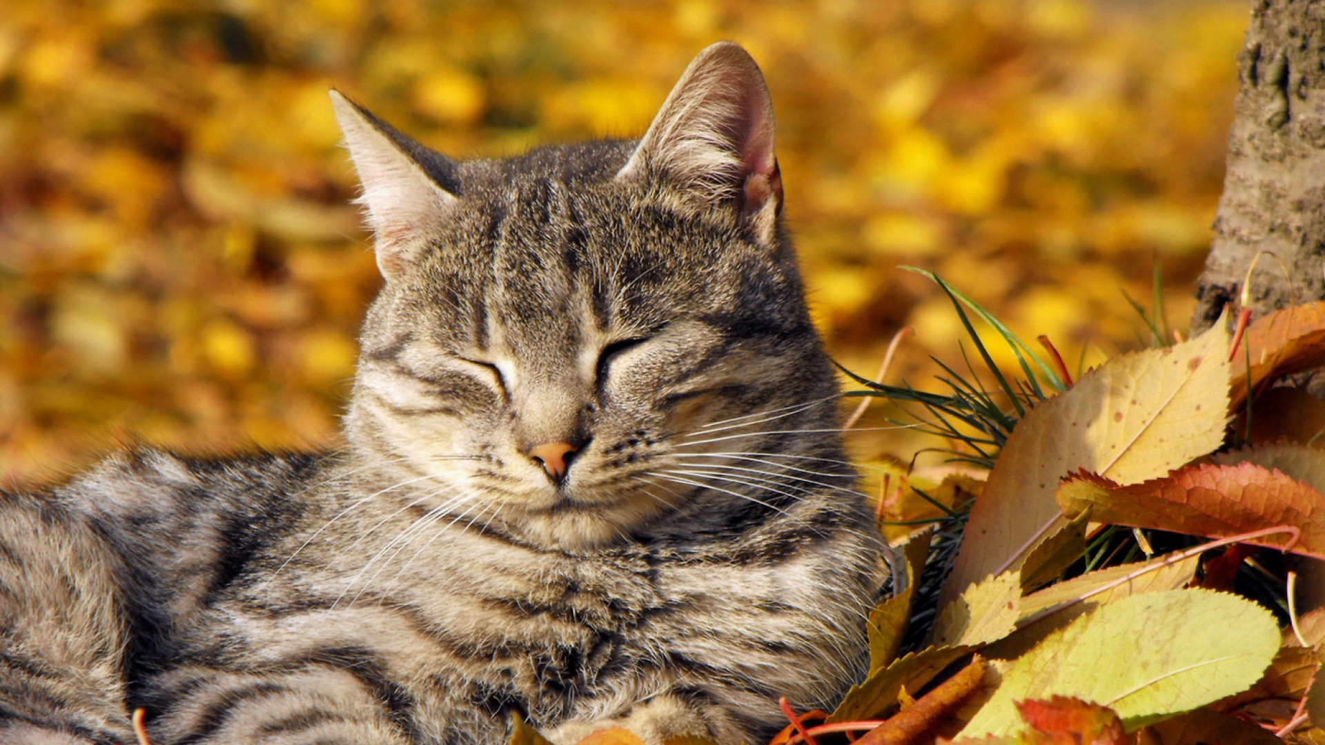 Hd-Autumn-Wallpapers-620