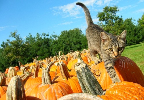 pumpkin-cat