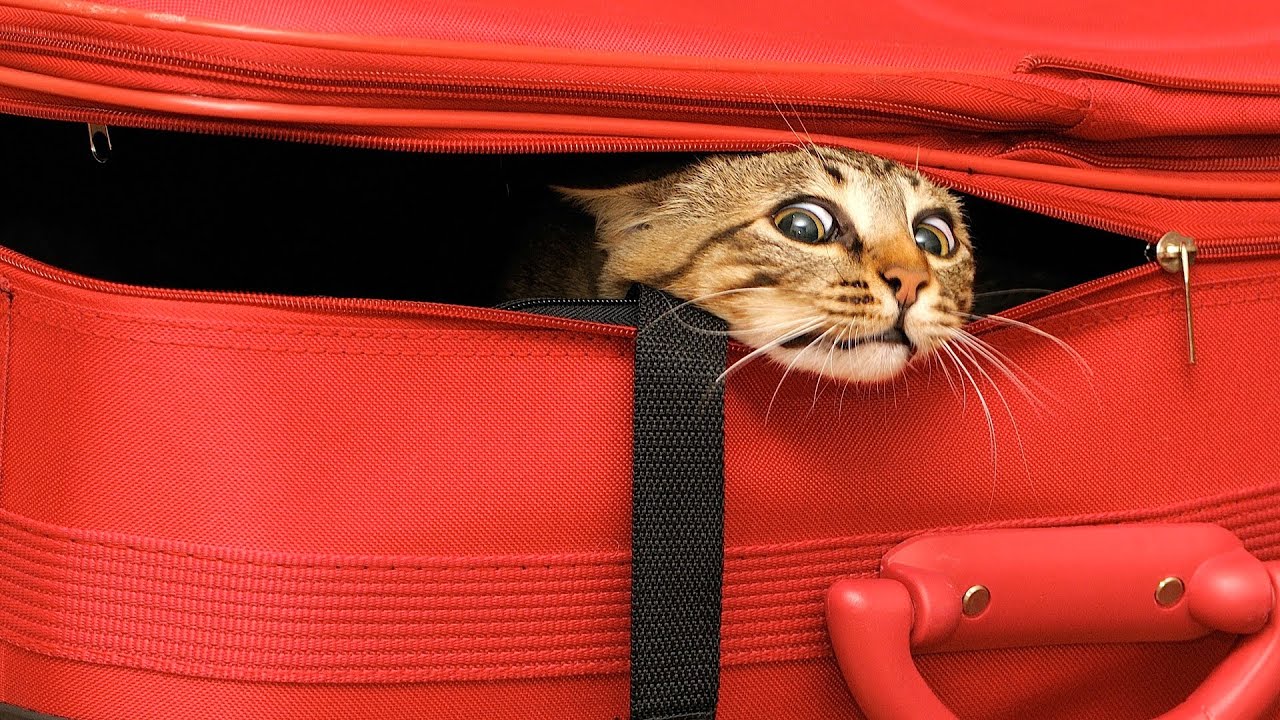 travel-cat