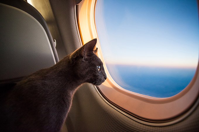 Traveling-With-Cat-2