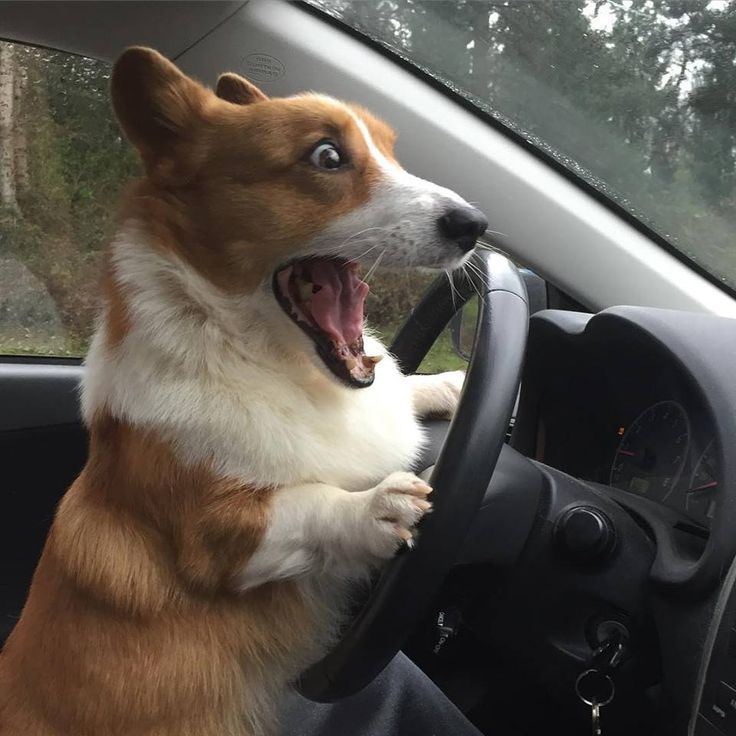 8442a778bf0b163a3c30aefe7a64be61--funny-cats-and-dogs-cute-dogs