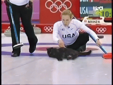 cat-curling