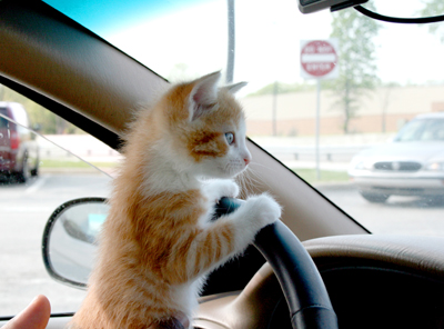 cat-driving-car