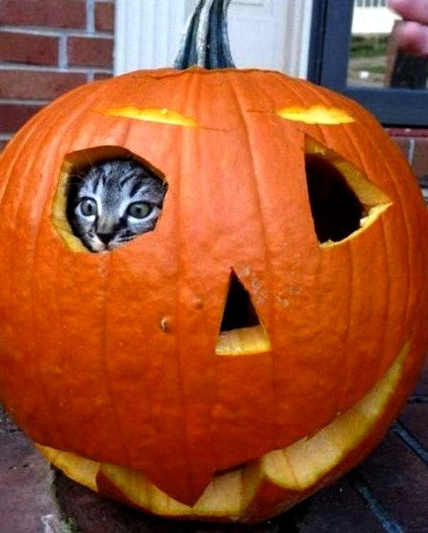 cat-jack-o-lantern-pumpkin-fort-600x747