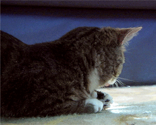 sam-L-cat