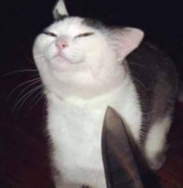 smug_knife_cat