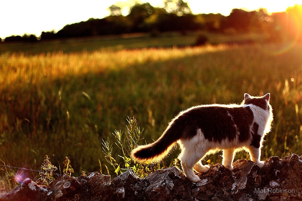cat-in-the-field