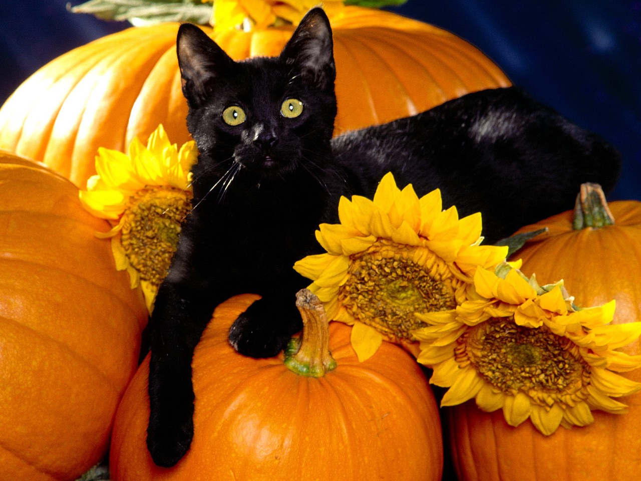 Playful-Pets-halloween-25517126-1280-960
