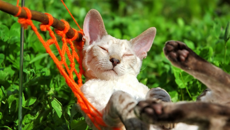 Cat on weekend