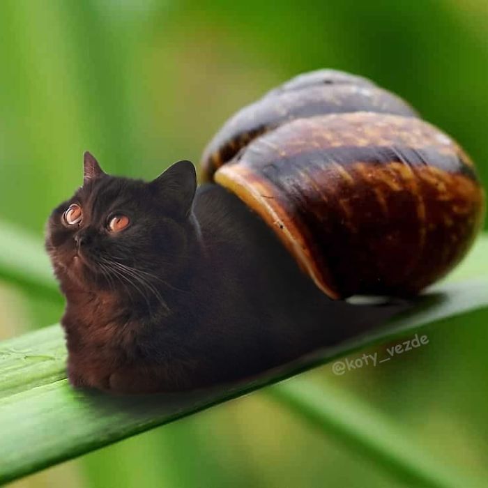 5db0043f04cff-animals-photoshopped-cats-koty-vezde-130-5dad812d06c95__700