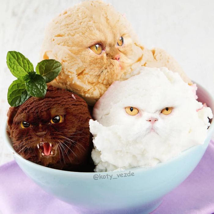 5db0044163f7f-animals-photoshopped-cats-koty-vezde-152-5dad8155c956c__700