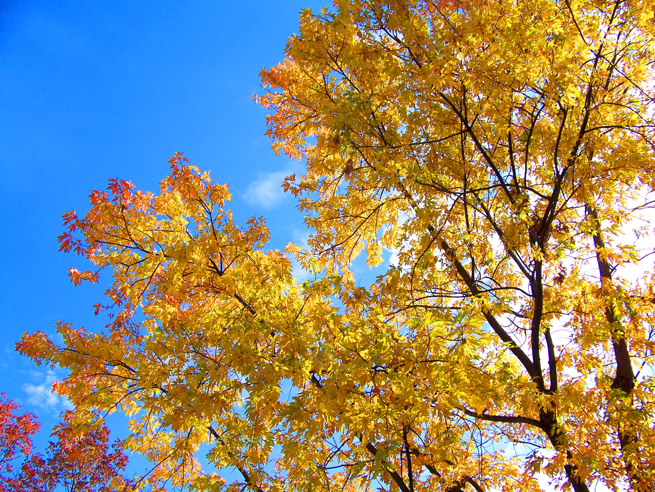 autumn-leaves-13052154424px