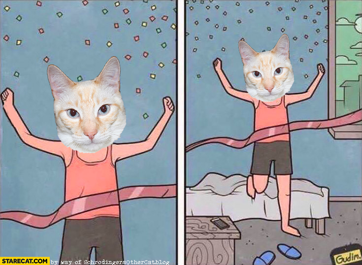 cat-crossing-the-finish-line
