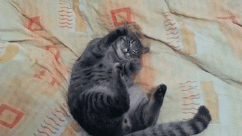 catdreamin3