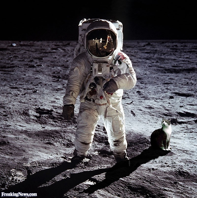 Cats-on-the-Moon--59828