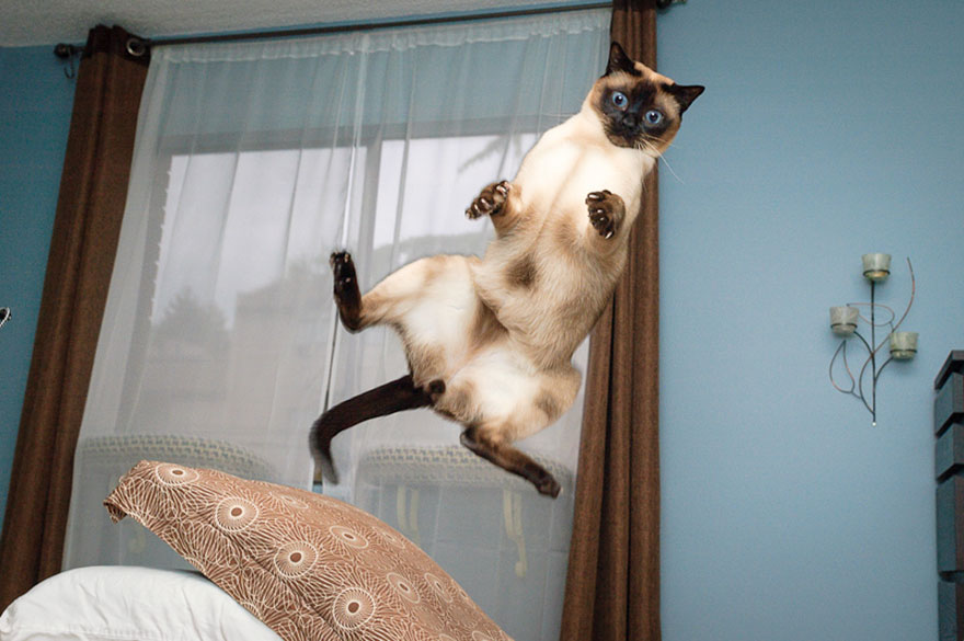 funny-cat-jumping-14-free-wallpaper