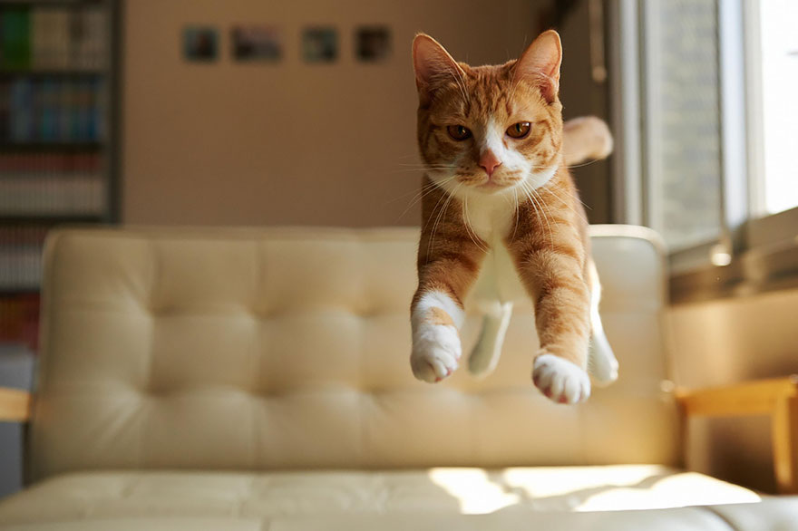 funny-jumping-cats-71__880.jpg