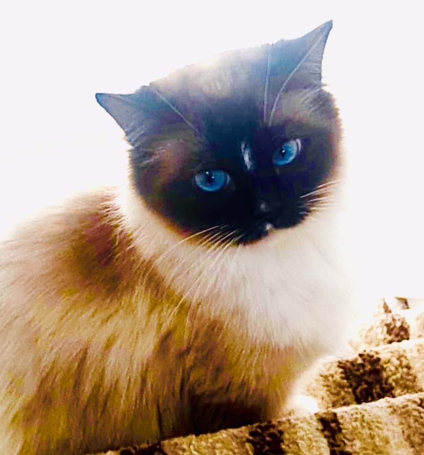 lily-cat