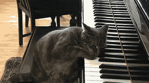 piano-playing-cat