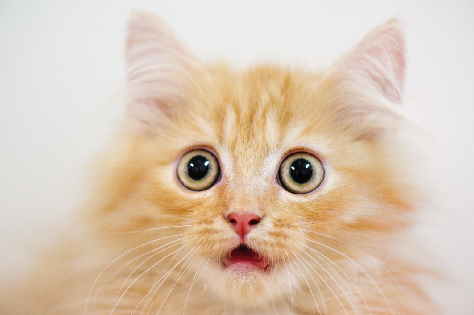 SURPRISED-CAT