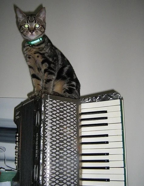 Top-10-Images-of-Cats-Playing-Musical-Instruments-4